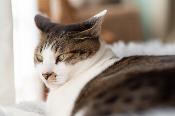 Naklejka premium 窓辺でのんびり キジトラ猫