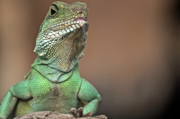 Leguan, Reptilien, Zoo