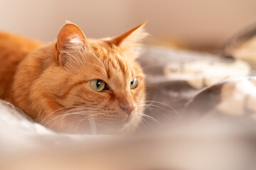 見つめる猫　茶トラ猫