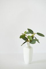 eucalyptus branches in white vase