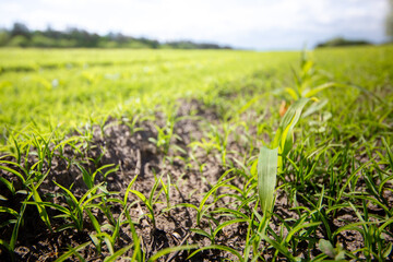 Row of corn seedlings. Agriculture crop plantation in springtime.