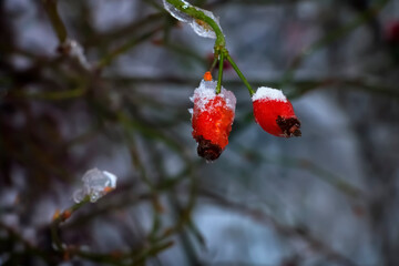 Fototapeta premium Frozen rose hips on a branch.