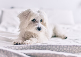 Adorable white dog at bed.