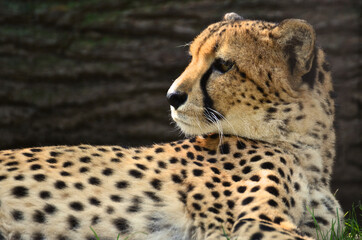 Leopard, Zoo