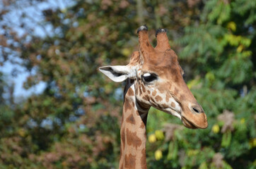 Giraffe, Zooo