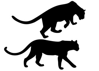 Panthers in the set. Wild and dangerous animals.