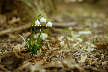 Snowdrops on a spring meadow