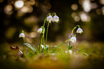 Snowdrops on a spring meadow