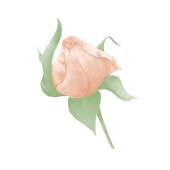 Large peach colored rose bud watercolor drawing