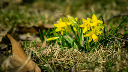 Daffodils on a spring meadow