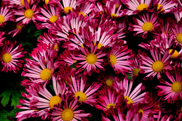 background with flowers