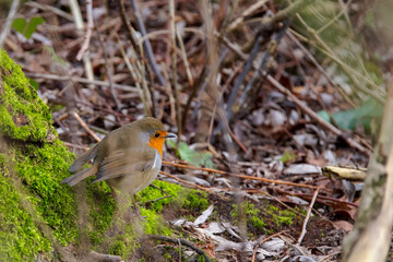 Roin Redbreast takes shelter