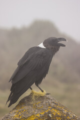 Hobbled white-necked raven