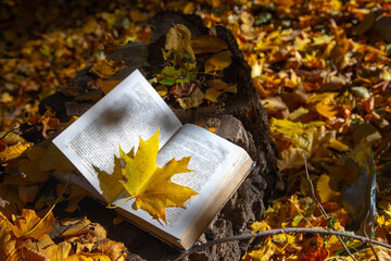 Book among fallen yellow autumn leaves under the bright rays of the sun