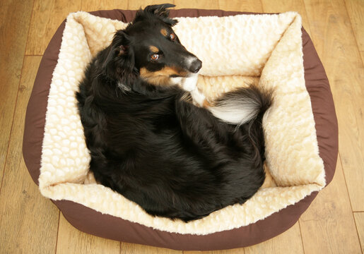 Border Collie Mongral