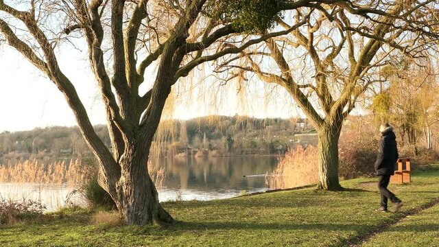 A man in a black coat walks along a lake in a park, then stops to contemplate the landscape. Hiker walking under a weeping willow. Landscape with trees without foliage.