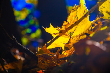 Fototapeta na wymiar Close-up of a yellow maple leaf in the bright rays of the autumn sun