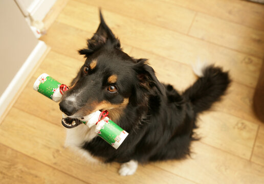 Border Collie Mongral