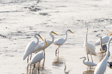 White Heron (Egret) on a pond in an early autumn morning near Zikhron Ya'akov, Israel.