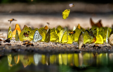 Group of butterflies puddling on the ground and flying in nature, Thailand Butterflies swarm eats minerals in Ban Krang Camp, Kaeng Krachan National Park at Thailand Many butterfly species
