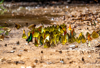 Group of butterflies puddling on the ground and flying in nature, Thailand Butterflies swarm eats minerals in Ban Krang Camp, Kaeng Krachan National Park at Thailand Many butterfly species