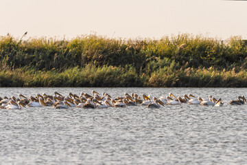 Group of pelicans swims on a lake near Zikhron Ya'akov, Israel. Pelican birds resting on a pond before a long winter flight to Africa.