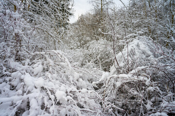 Trees covered in snow a crispy cold winter day. Picture from Scania county, Sweden