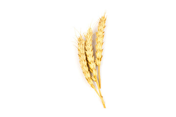 Spikelets of golden wheat,  isolated on white  background