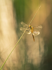Libellule sur une branche