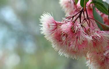 Pink and white blossoms of the Australian native gum tree Corymbia Fairy Floss, family Myrtaceae. Grafted cultivar of Corymbia ficifolia which is endemic to Western Australia