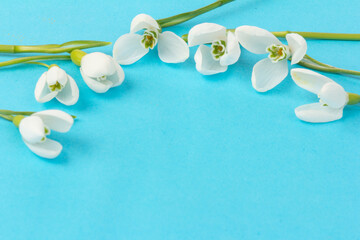 Snowdrop on blue background. White springs flower in close-up with copy space.
