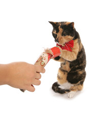 Moggy Christmas Cat