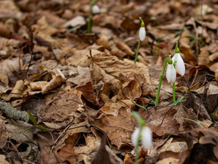 The snowdrops just sprouted among the dry leaves.
