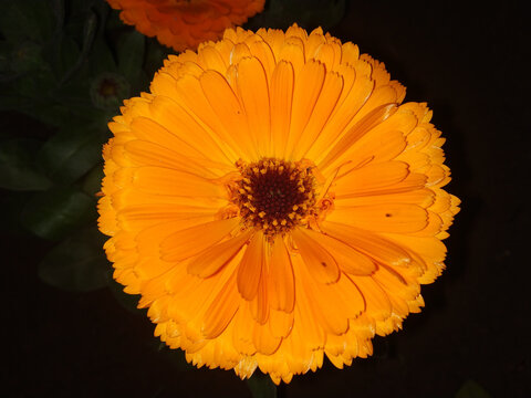 Closeup shot of a yellow calandula flower with black center in the garden