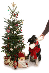 Christmas Dog getting a bone