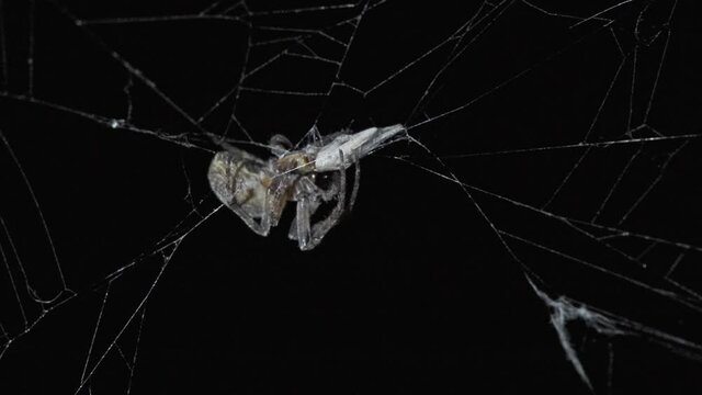 Spider sitting on web at night and eating prey, 4k
