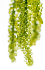 Close up Caulerpa healthy food Sea Grapes or Green Caviar or Caulerpa lentillifera on white background, selected focus under sea seaweed Caulerpa lentillifera, vertical image.