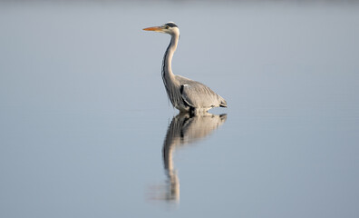Grey Heron