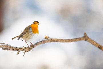 Robin on a branch in the snow