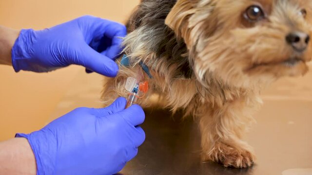 Veterinarian taking blood sample and examining a dog in clinic. High quality 4k footage