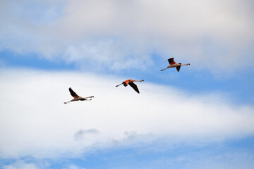 Flamingos flying in the row against the blue sky and clouds