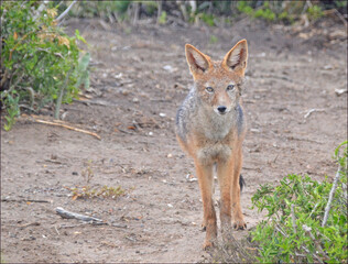 black backed jackal 
