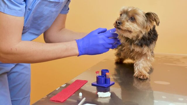 Veterinarian taking blood sample and examining a dog in clinic. High quality 4k footage