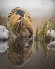 Euroasian bittern in the winter