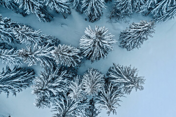 Aerial view of frozen fir trees in forest at winter time.