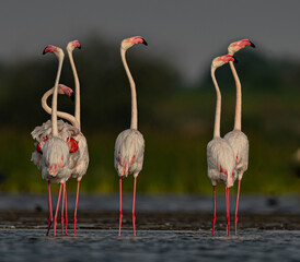 Greater Flamingo in June at Nalsarovar Gujrat India