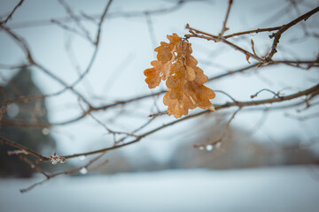 Leaf in winter