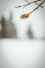 drop of water and snowscape
