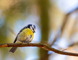 Blue tit small bird on a branch tree