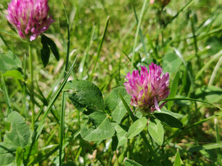 pink clover flowers in the springtime